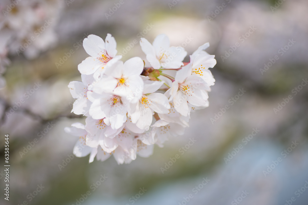 桜