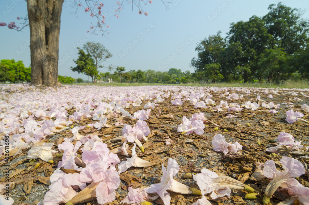 Tabebuia rosea in thailand