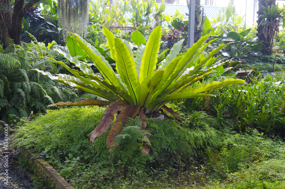 Flowers grown in Thailand.