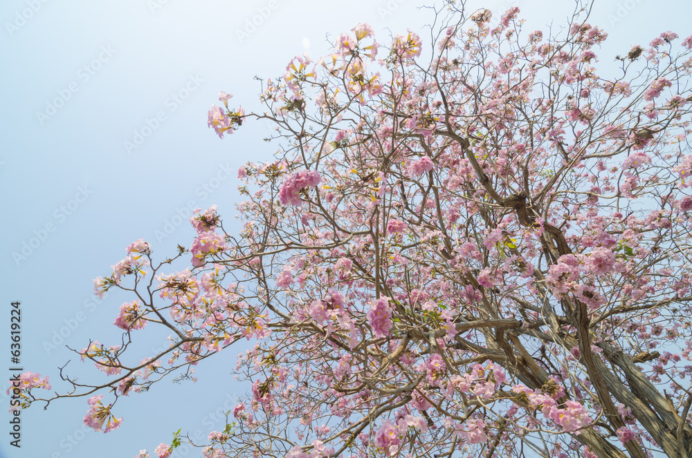 Tabebuia rosea in thailand