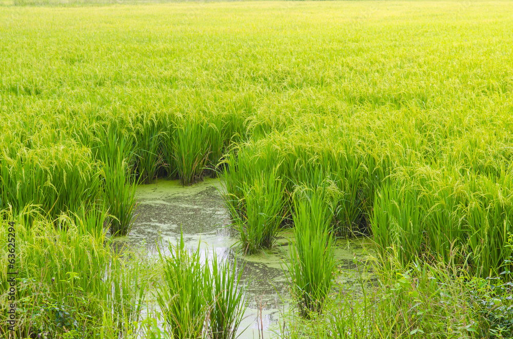 Green rice field and sunset, paddy field