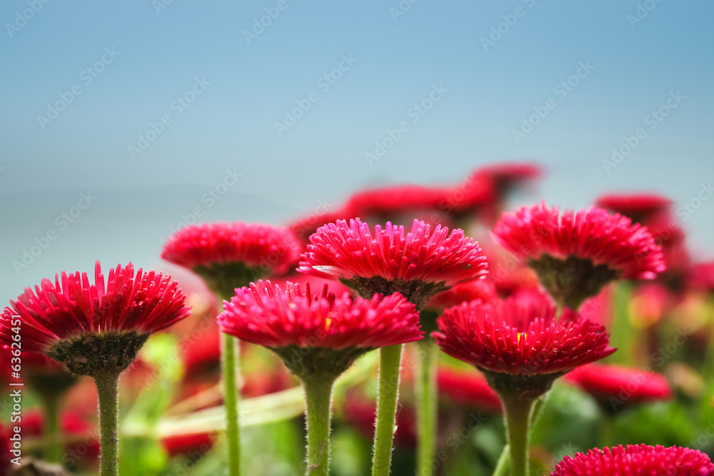 紫荆花特写