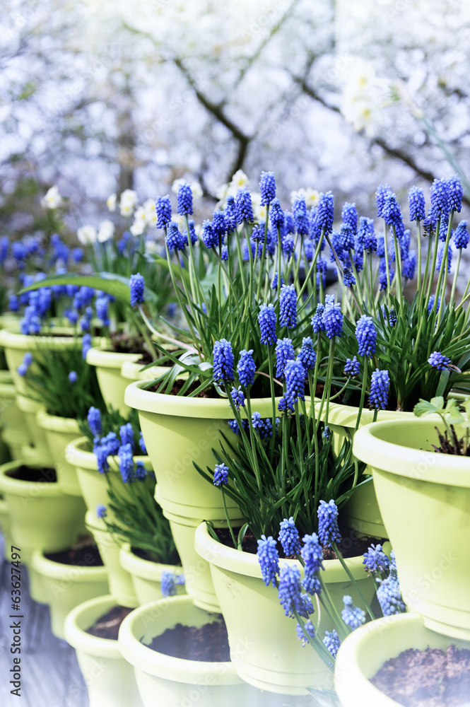 Blooming bluebells