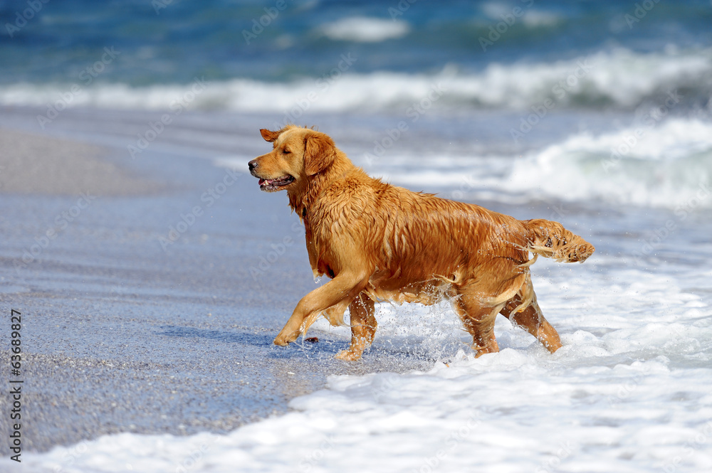 海滩上的年轻金毛寻回犬