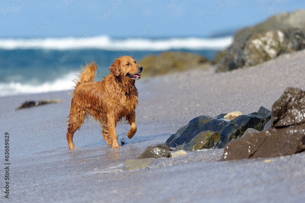 海滩上的年轻金毛寻回犬