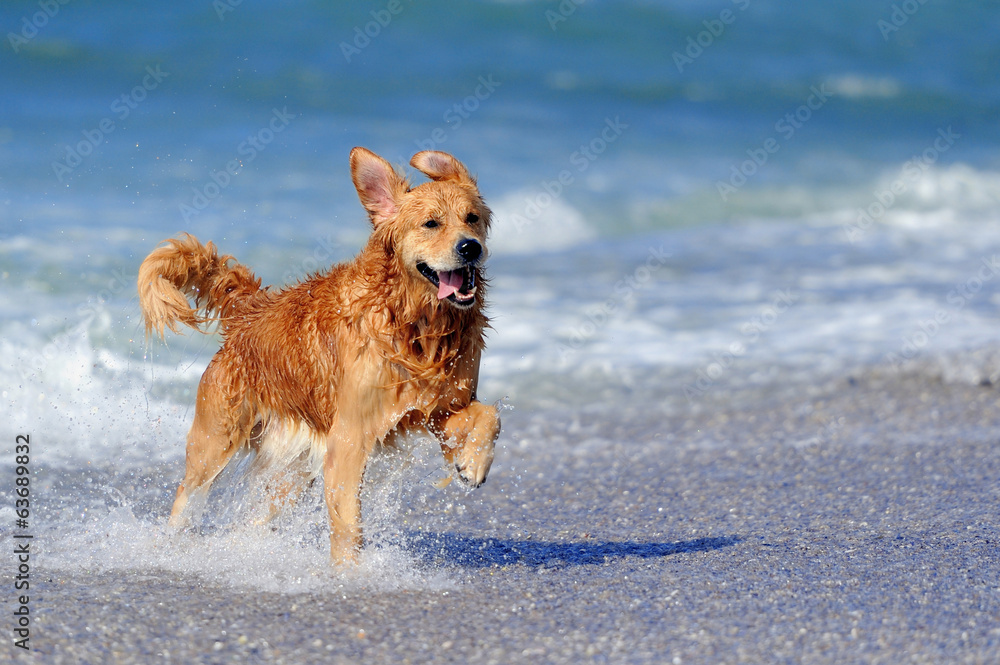 海滩上的年轻金毛寻回犬