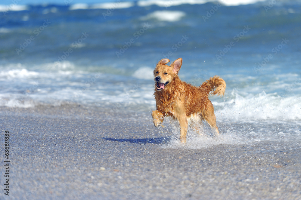 海滩上的年轻金毛寻回犬