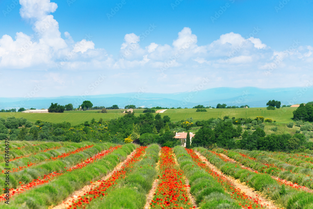 View of lavender field and landscape behind