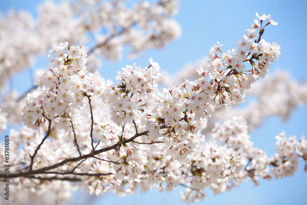 2014樱花季日本东京樱花盛开