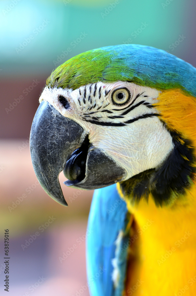 blue and yellow macaw