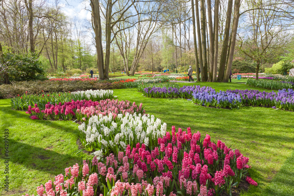 Keukenhof-郁金香花园-荷兰