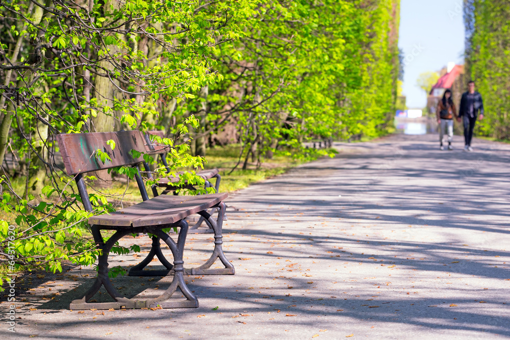 Beautiful alley in the green spring park