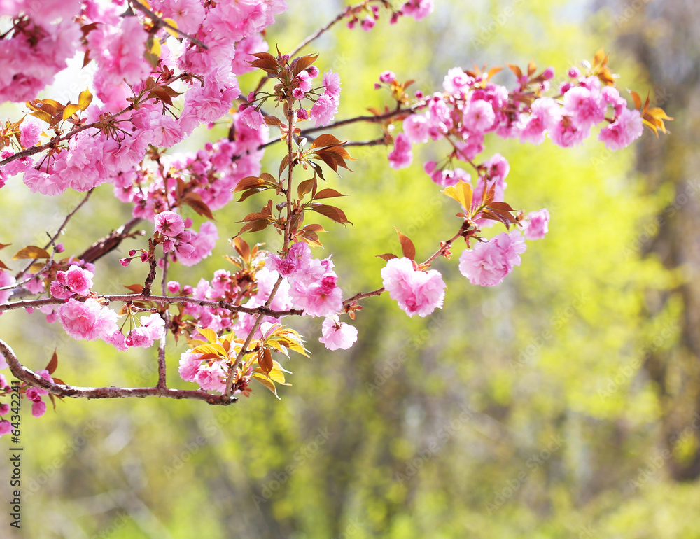 Sakura. Cherry Blossom in Springtime, Beautiful Pink Flowers