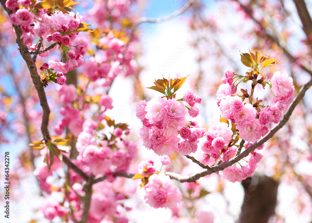 Sakura. Cherry Blossom in Springtime, Beautiful Pink Flowers