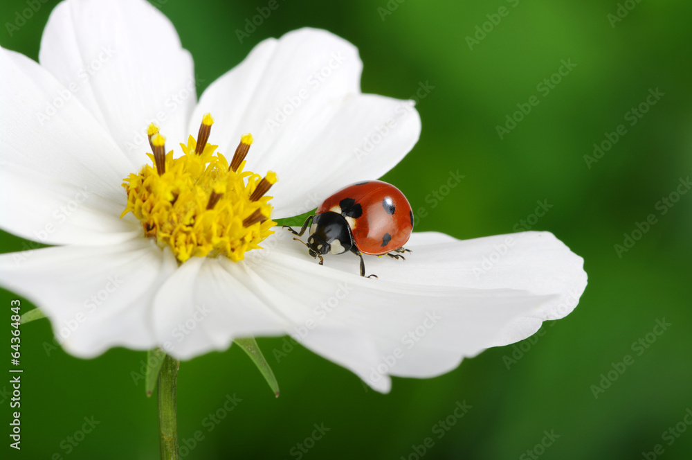 Ladybug and flower