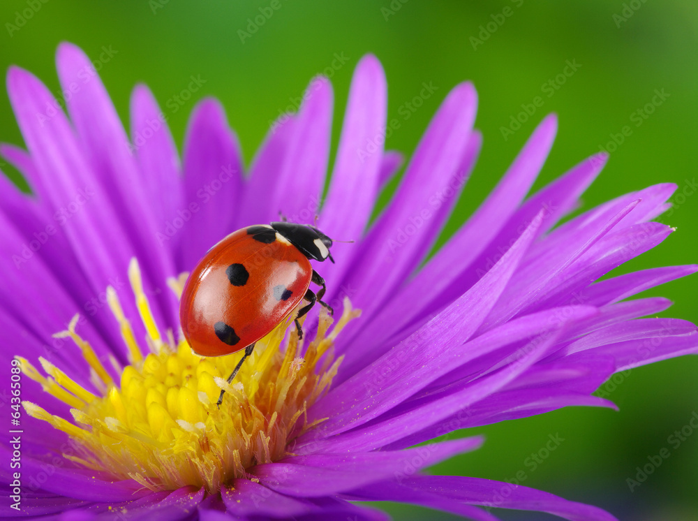 Ladybug and flower