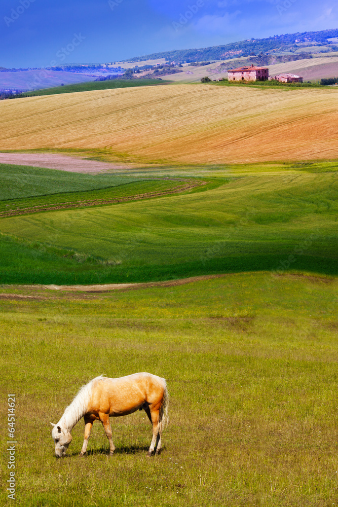 Beautiful horse eating grass in the meadow