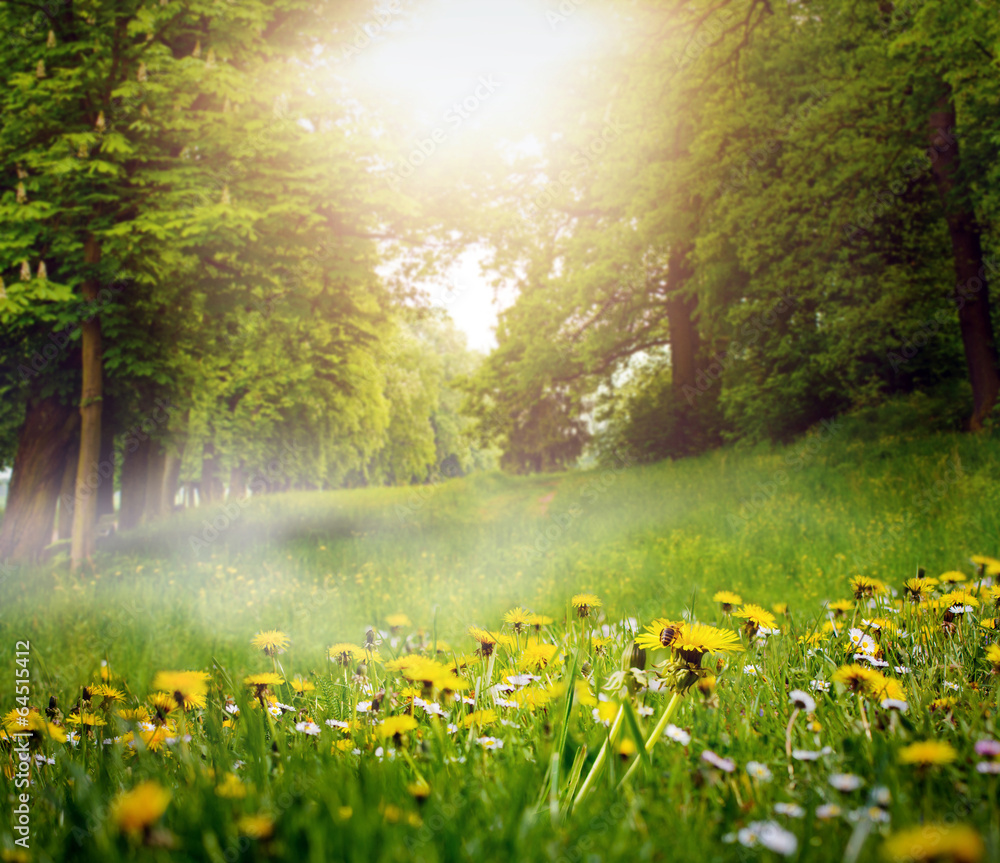 Waldlichtung mit Nebel bei Sonnenaufgang