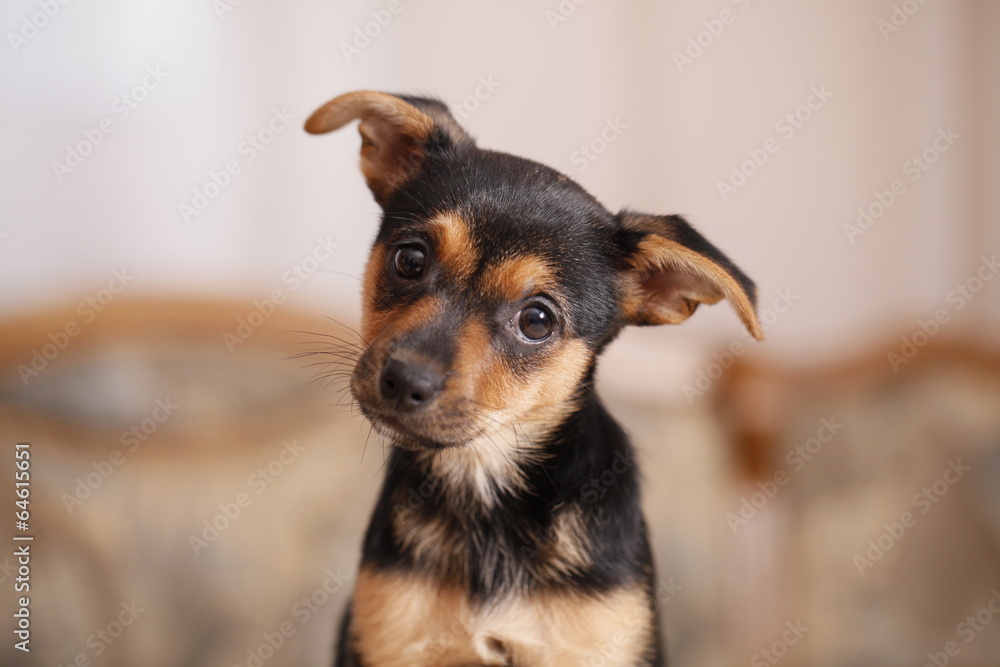 zwergpinscher