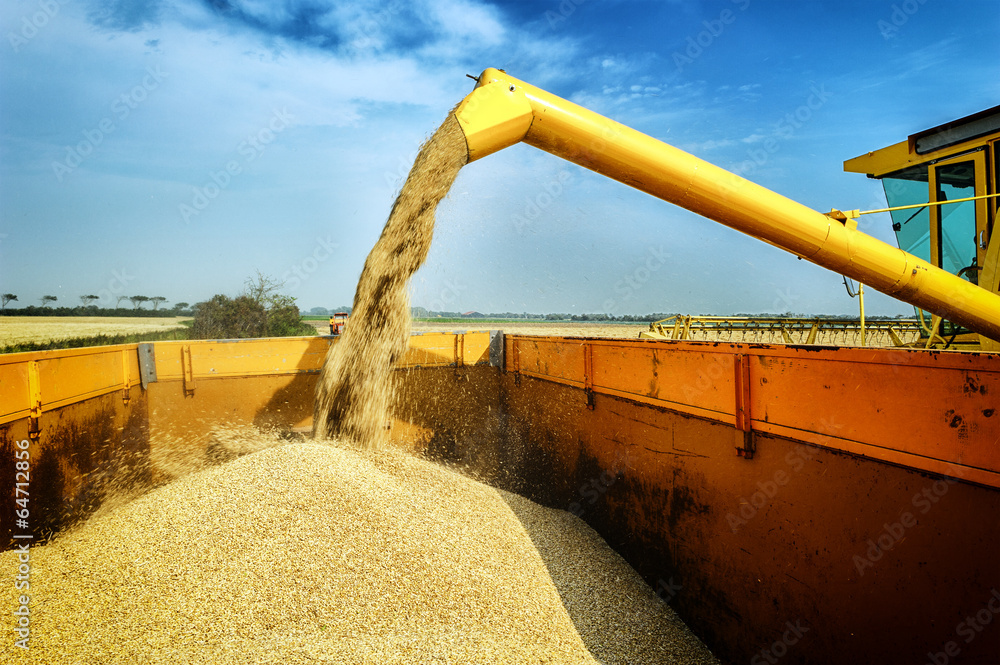 Wheat harvesting combine