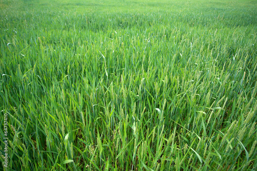 Green Wheat field and countryside scenery