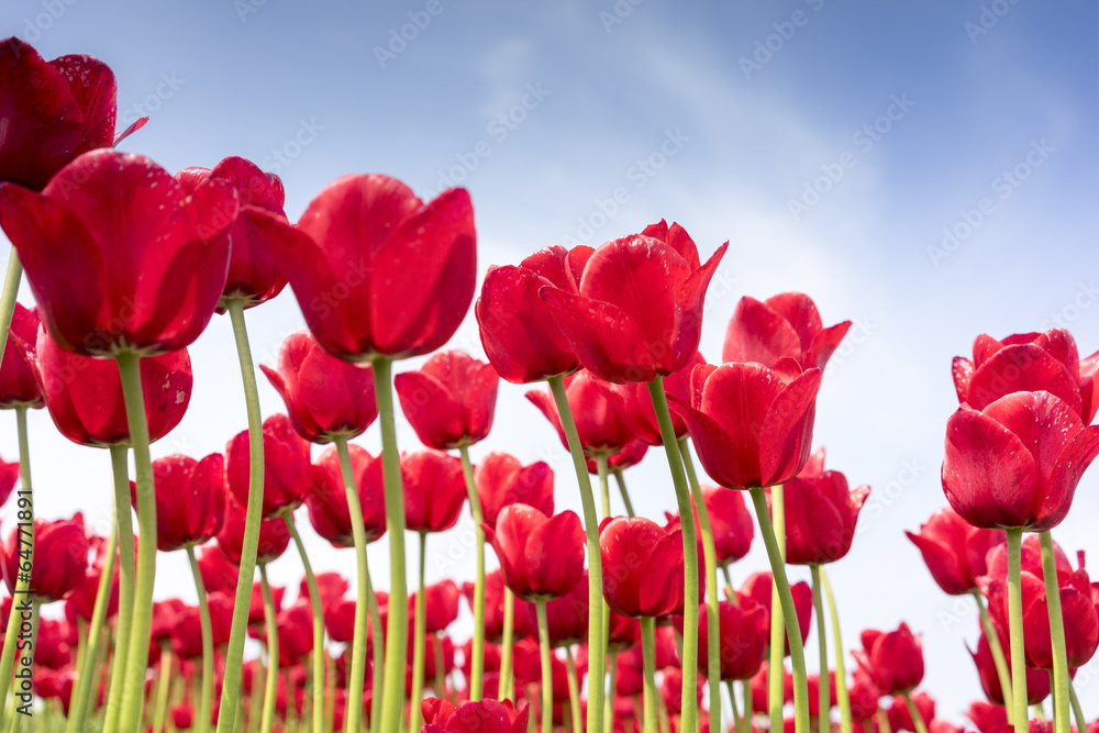 Tulpen_08111