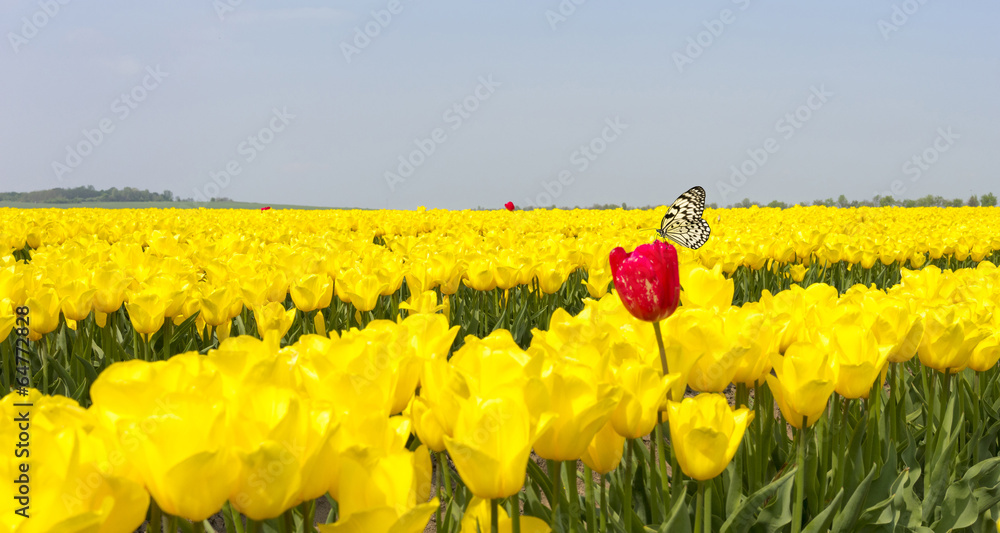 Tulpen_08123