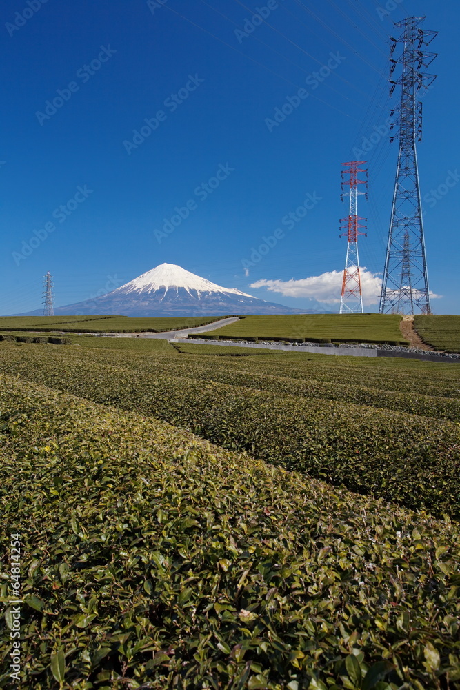 石冈县的绿茶种植园和富士山