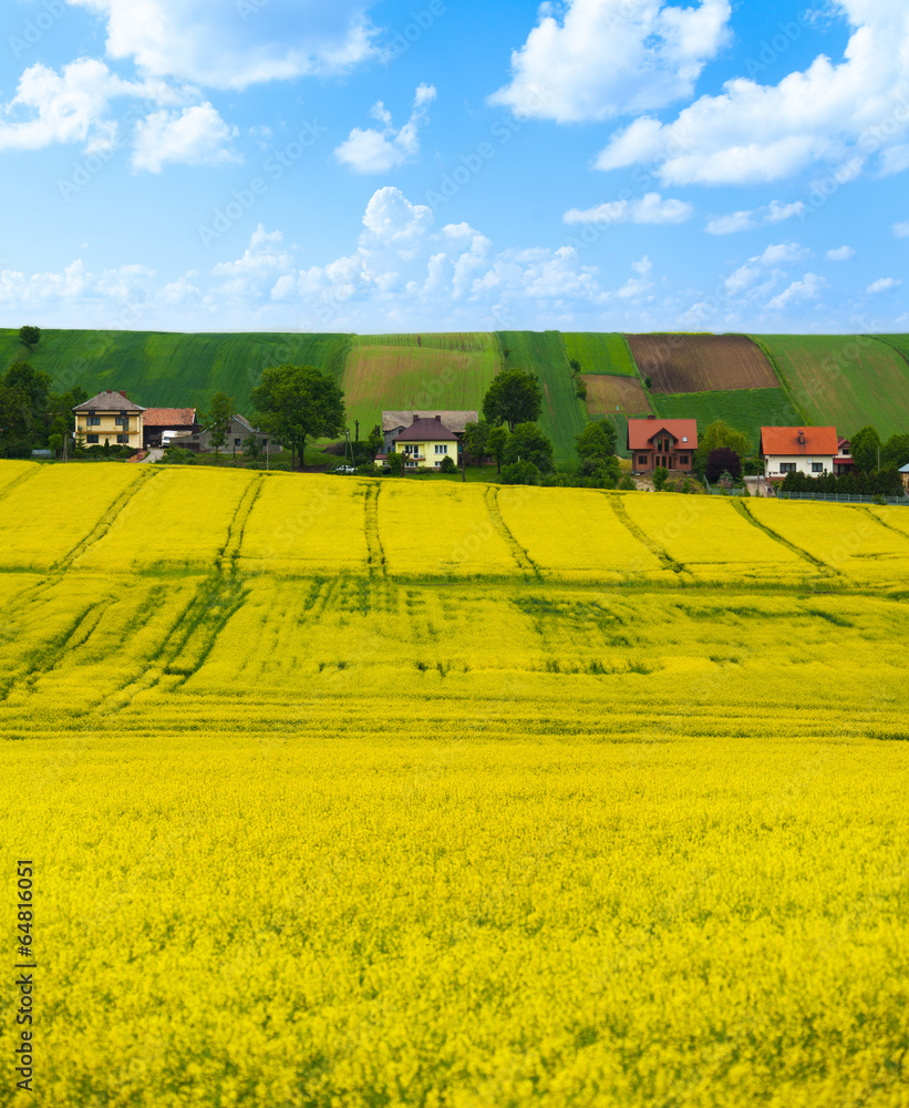 Rapeseed yellow flowers field