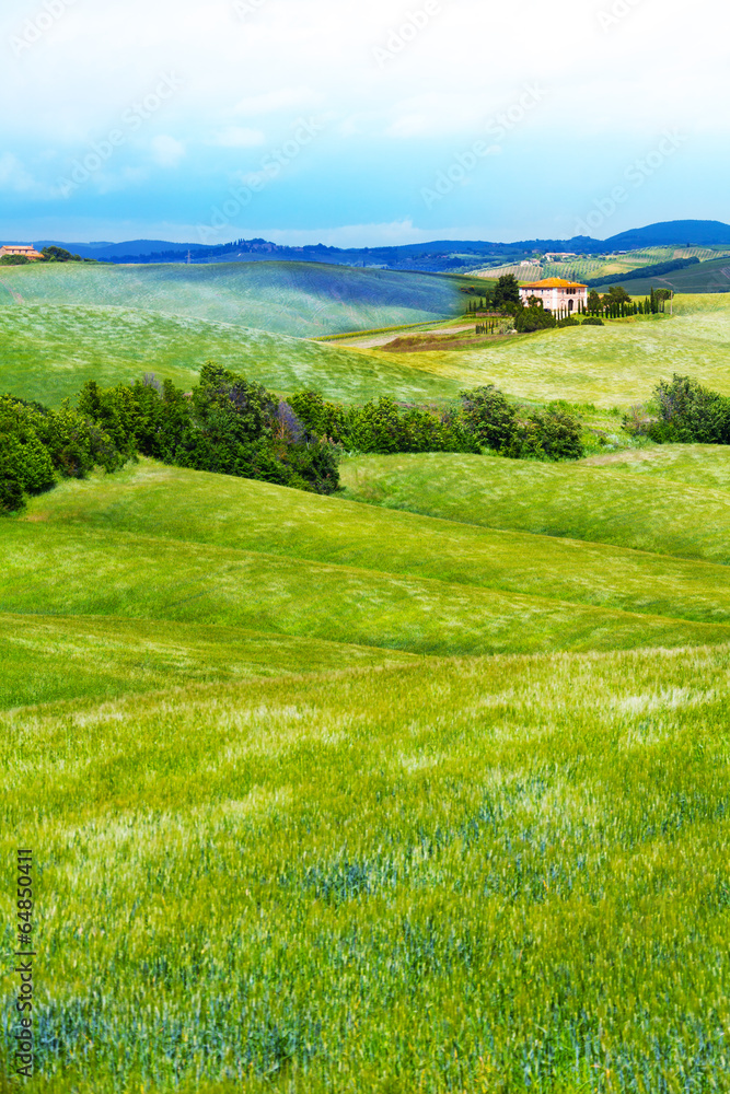 Flower filed in Tuscany landscape, Italy