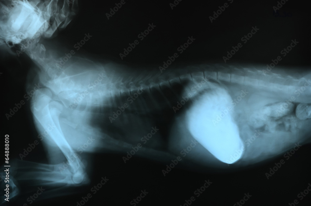 x ray picture of wild animal