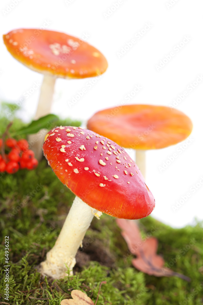 飞木耳或飞鹅膏菌