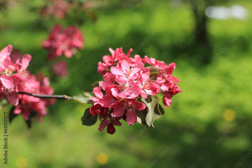 粉红色的花朵春天的苹果树，大自然