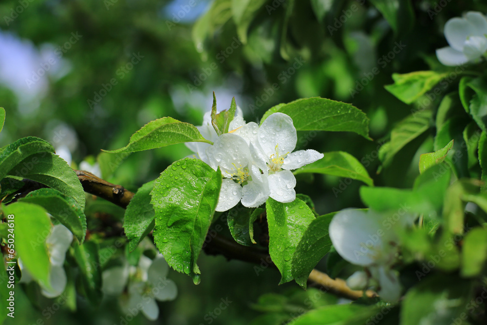 白花苹果树在春天，大自然