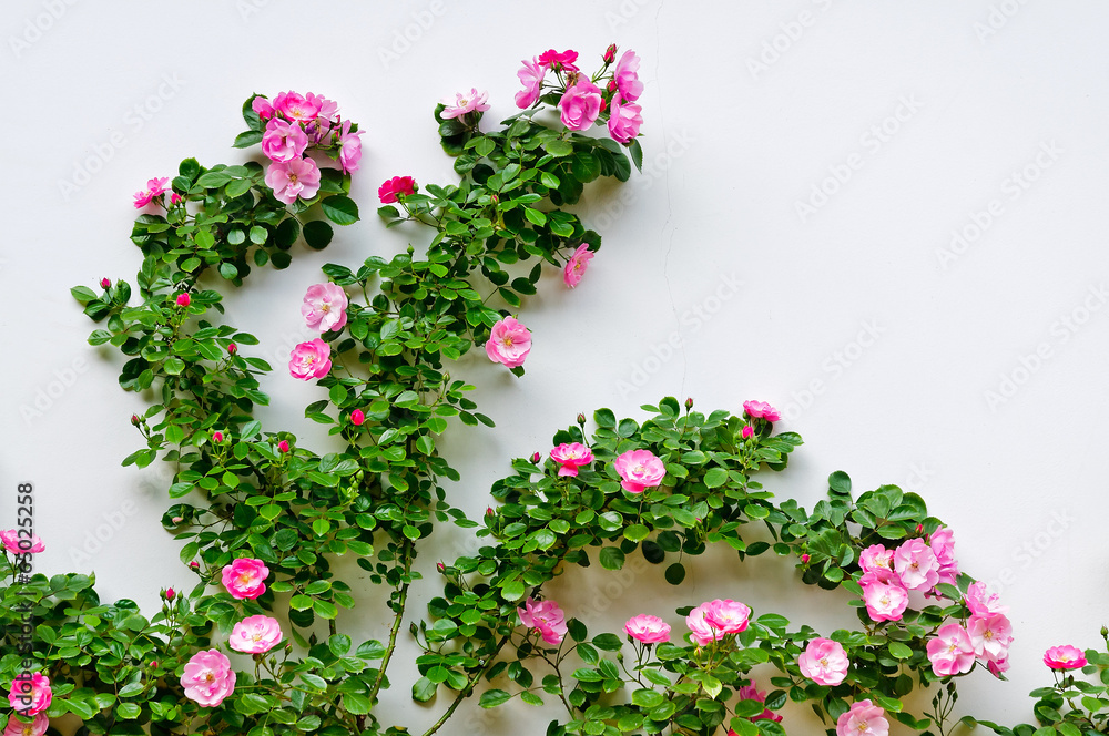 The white China roses blooming on the wall