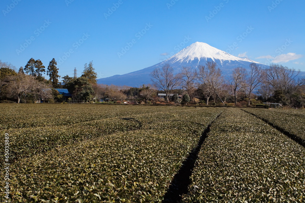 来自日本石冈的富士山和绿茶田