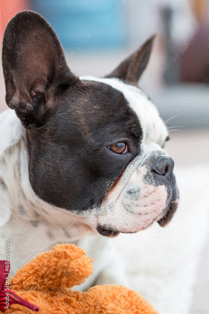 French bulldog lying down with his teddy bear