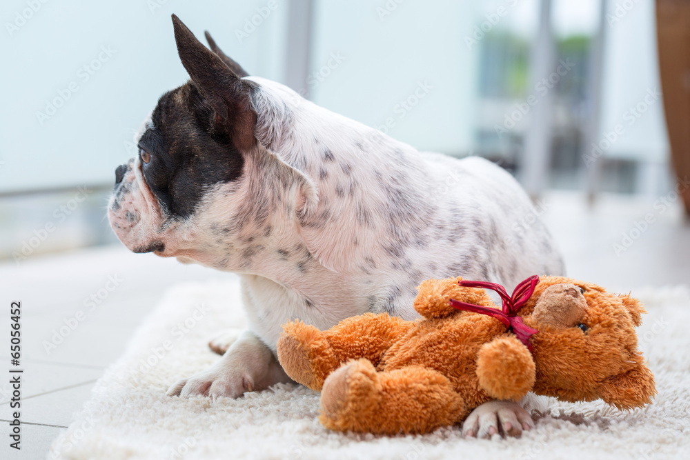 法国斗牛犬和他的泰迪熊躺在一起