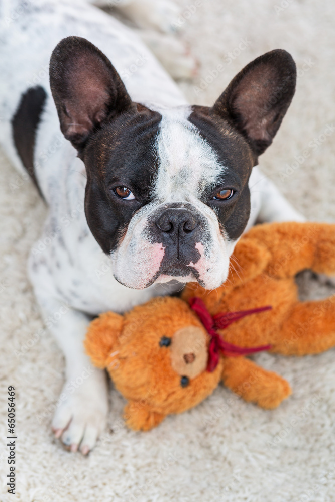 French bulldog lying down with his teddy bear