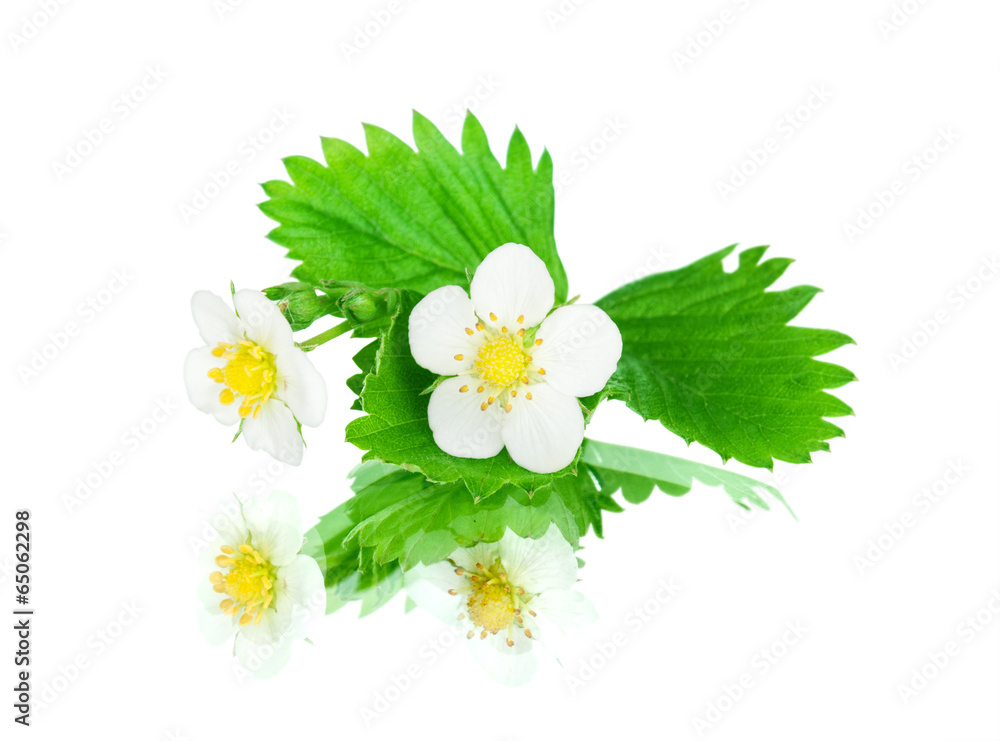 white flower isolated on white background