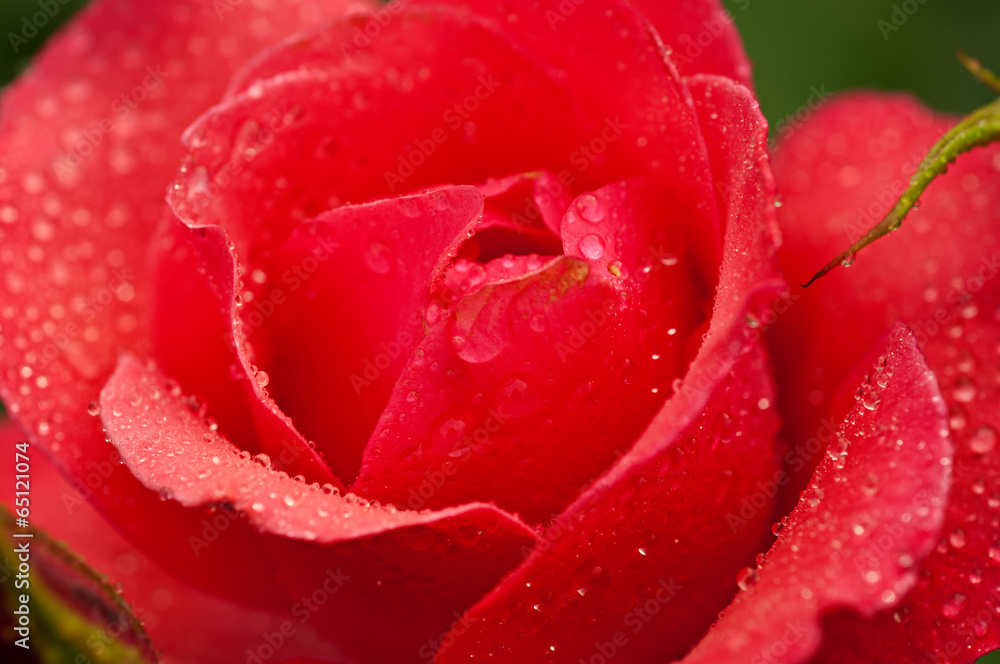 Red rose macro