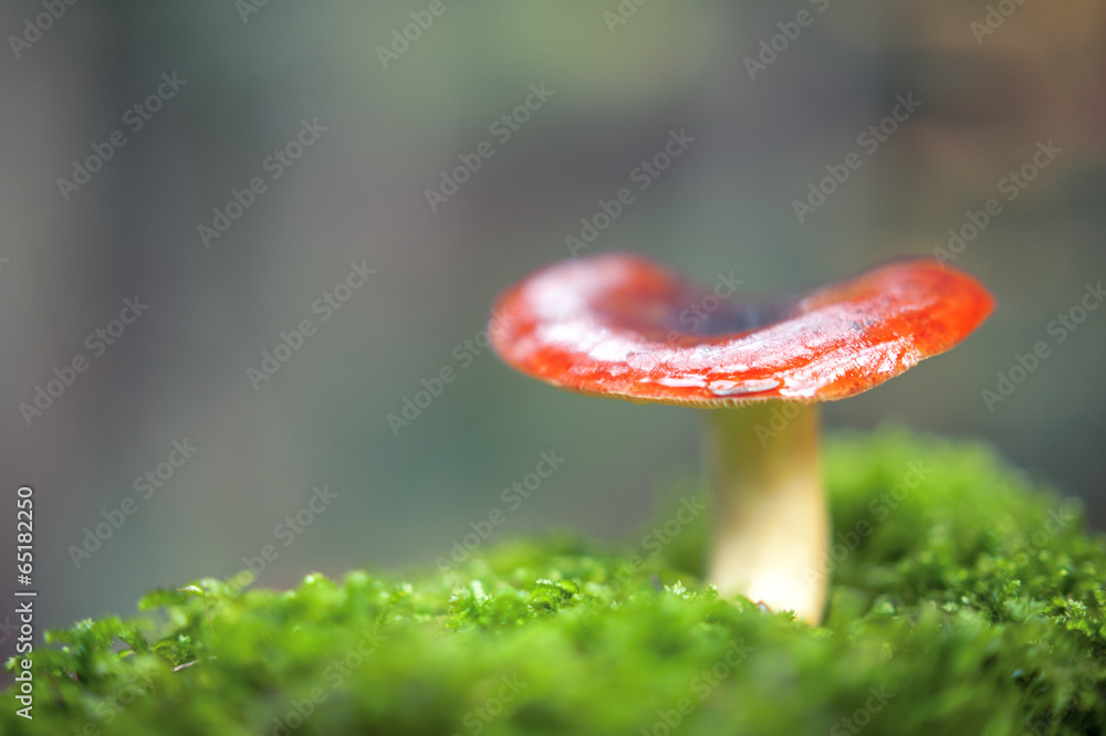 mushroom