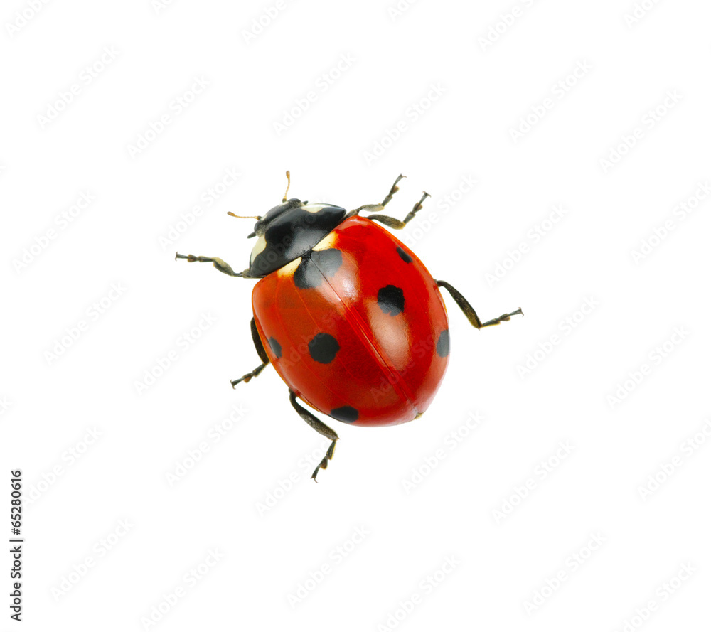 Ladybug