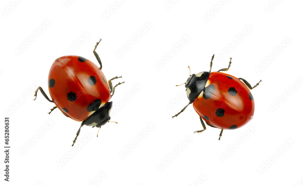 Ladybug