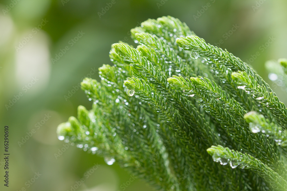 雨后有水滴的诺福克岛松叶