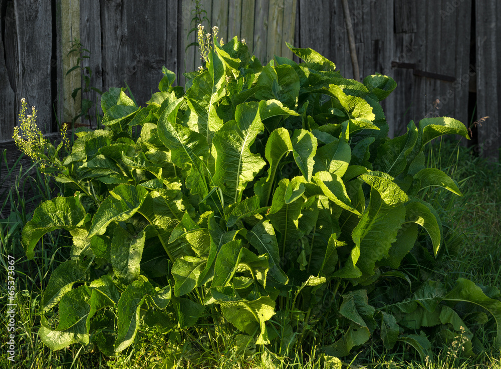 Horseradish plant