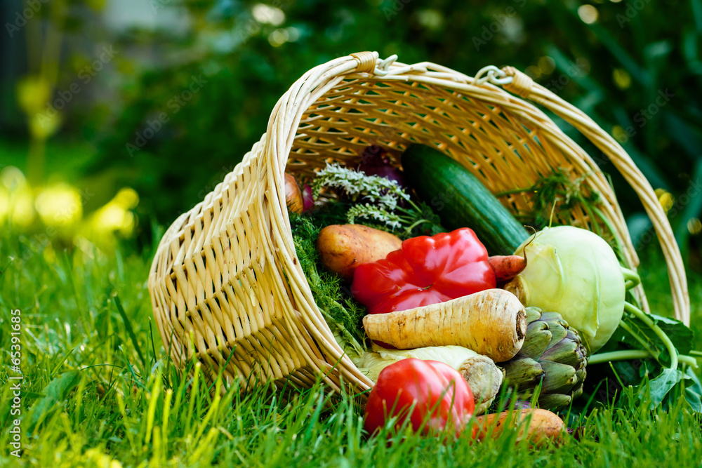 Korb mit frischem Gemüse im Garten