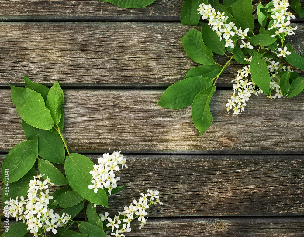 bird cherry on wooden board