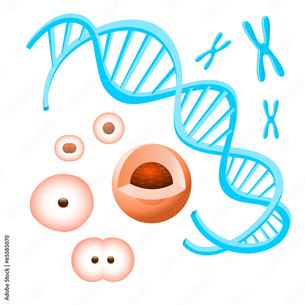 白色背景上的染色体、细胞和DNA。