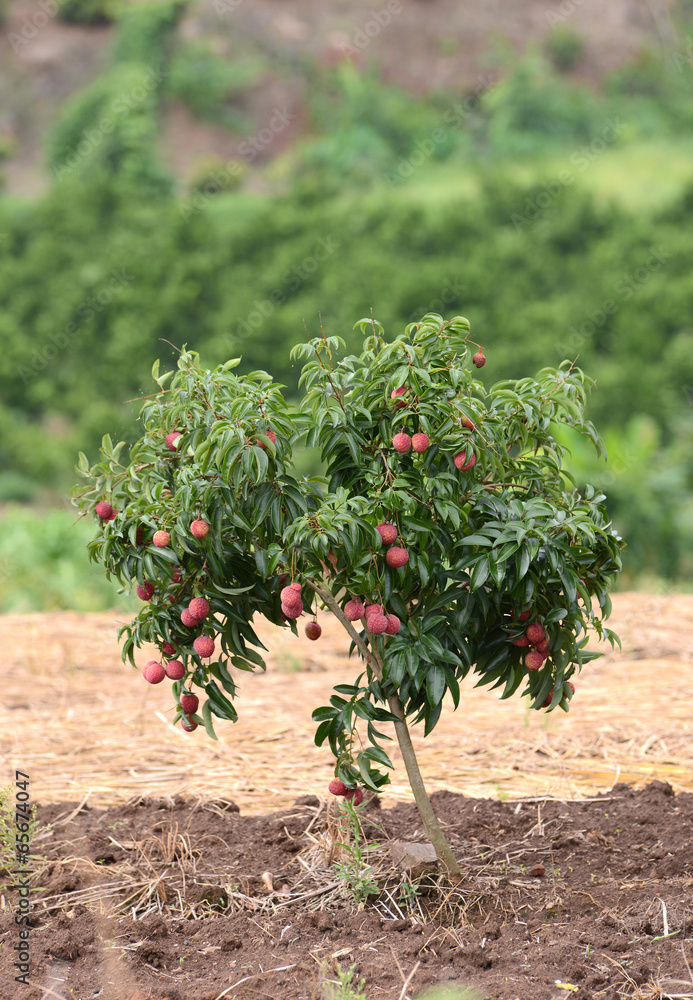 fresh lichi on tree in lichi orchard